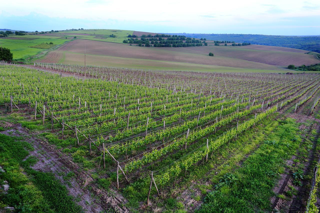Seven Generations Winery Hotel Mecska Kültér fotó