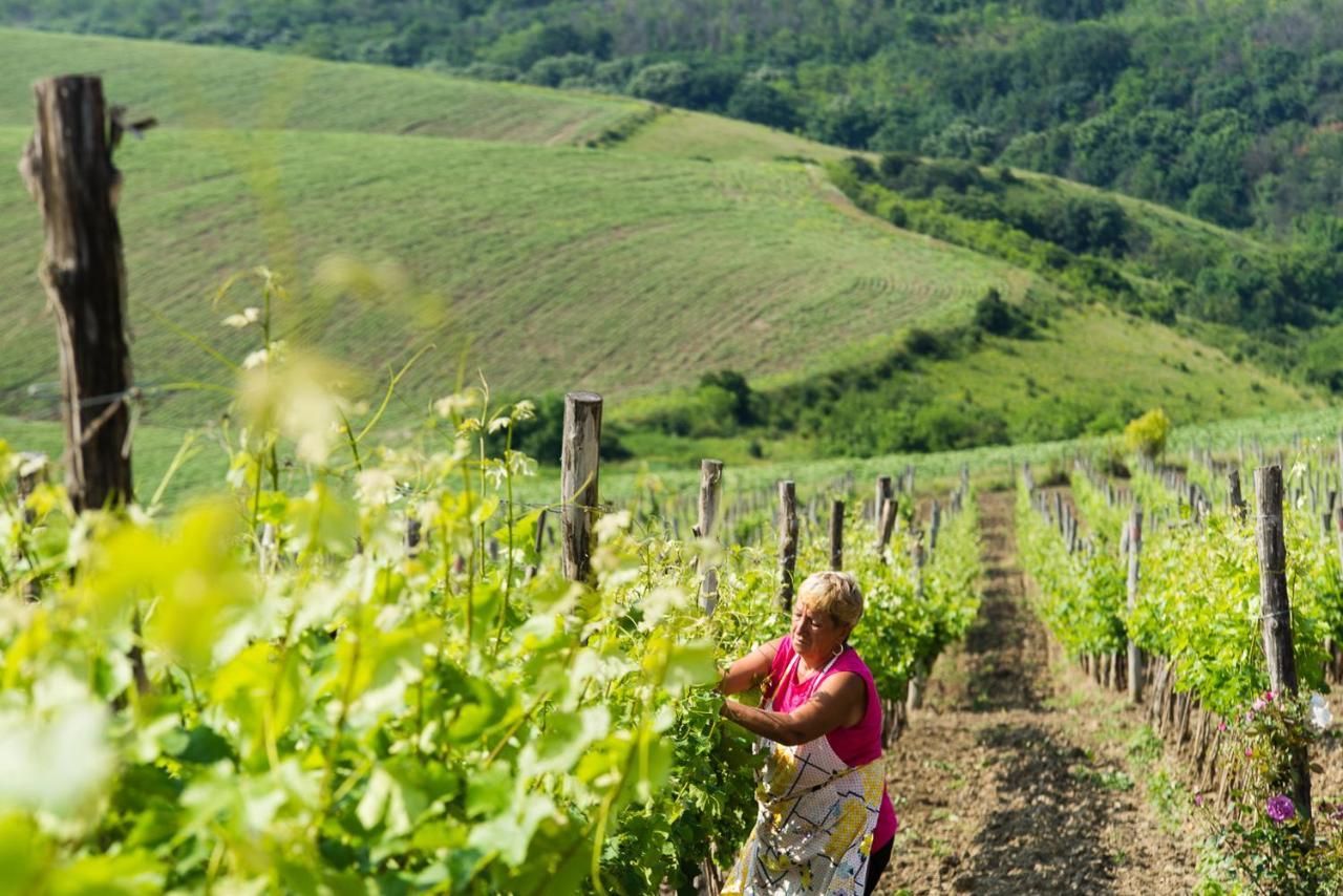 Seven Generations Winery Hotel Mecska Kültér fotó